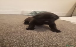 Mixed Breed dogs for sale: American pocket Corso - Image 28