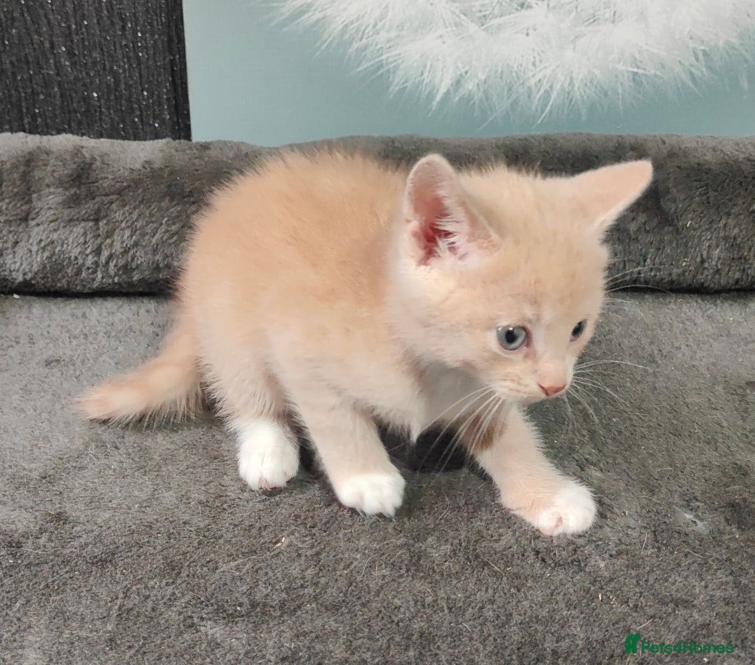 British Shorthair cats for sale: 6 beautiful kittens £60 - Image 7