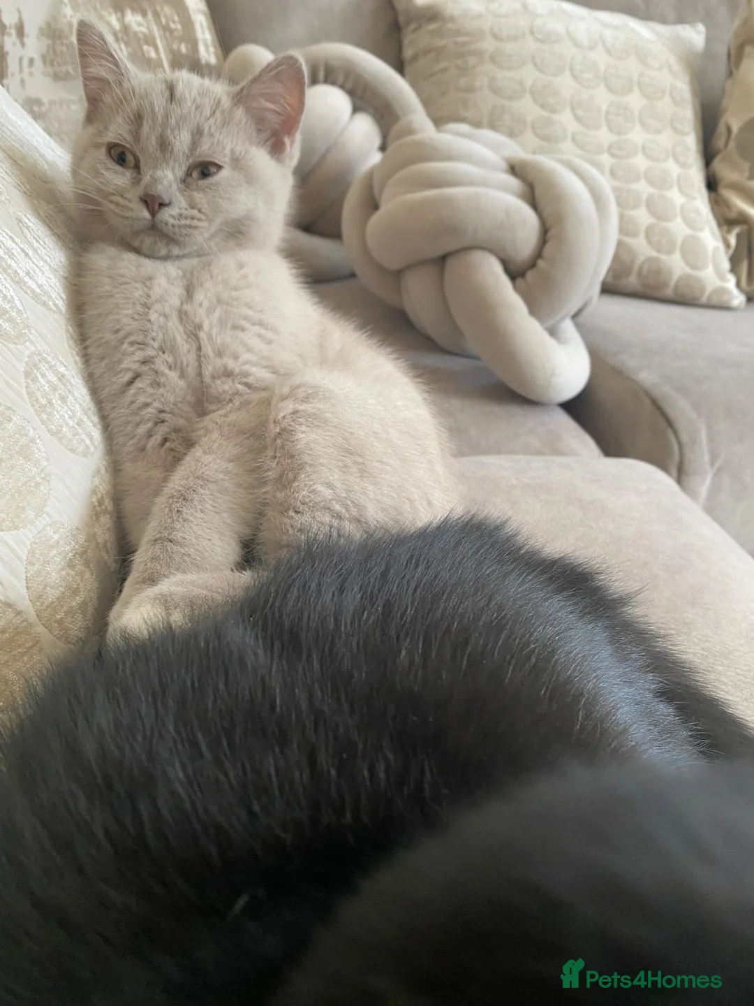 British Shorthair cats for sale: Beautiful British shorthair kittens for sale  - Advert 2