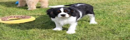 Cavalier King Charles Spaniel dogs for sale: Beautiful Cavalier King Charles Spaniel male  - Advert 1
