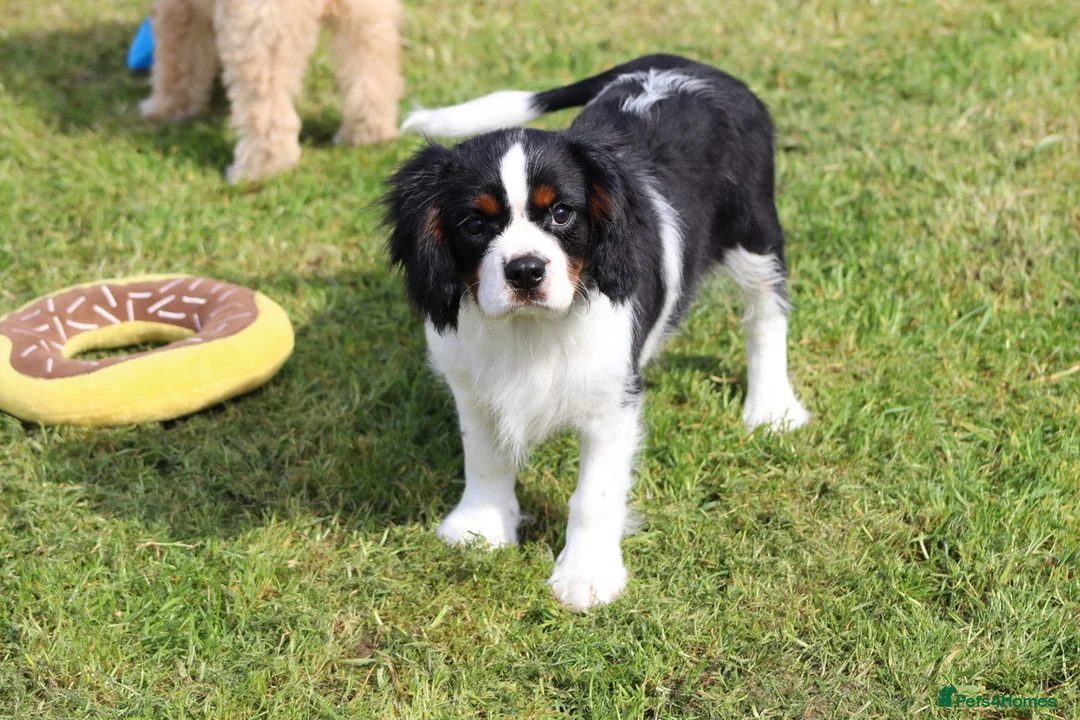 Cavalier King Charles Spaniel dogs for sale: Beautiful Cavalier King Charles Spaniel male  - Advert 1