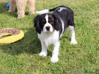 Cavalier King Charles Spaniel dogs Beautiful Cavalier King Charles Spaniel male - Advert 11
