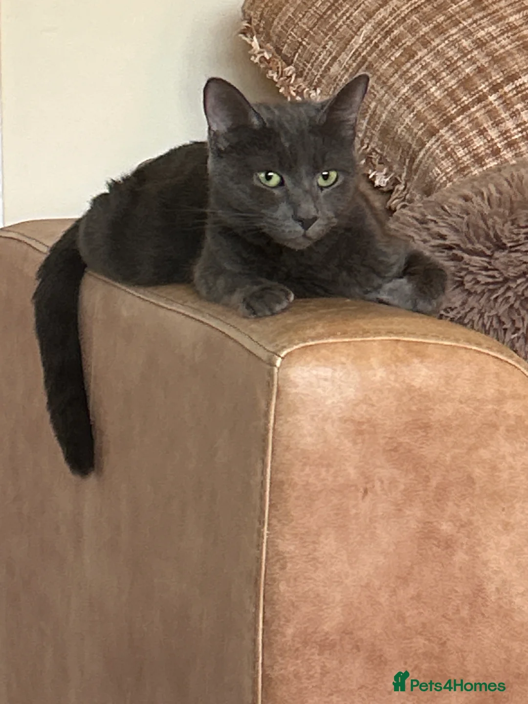 Mixed Breed cats for sale: Beautiful fluffy girl  - Advert 2