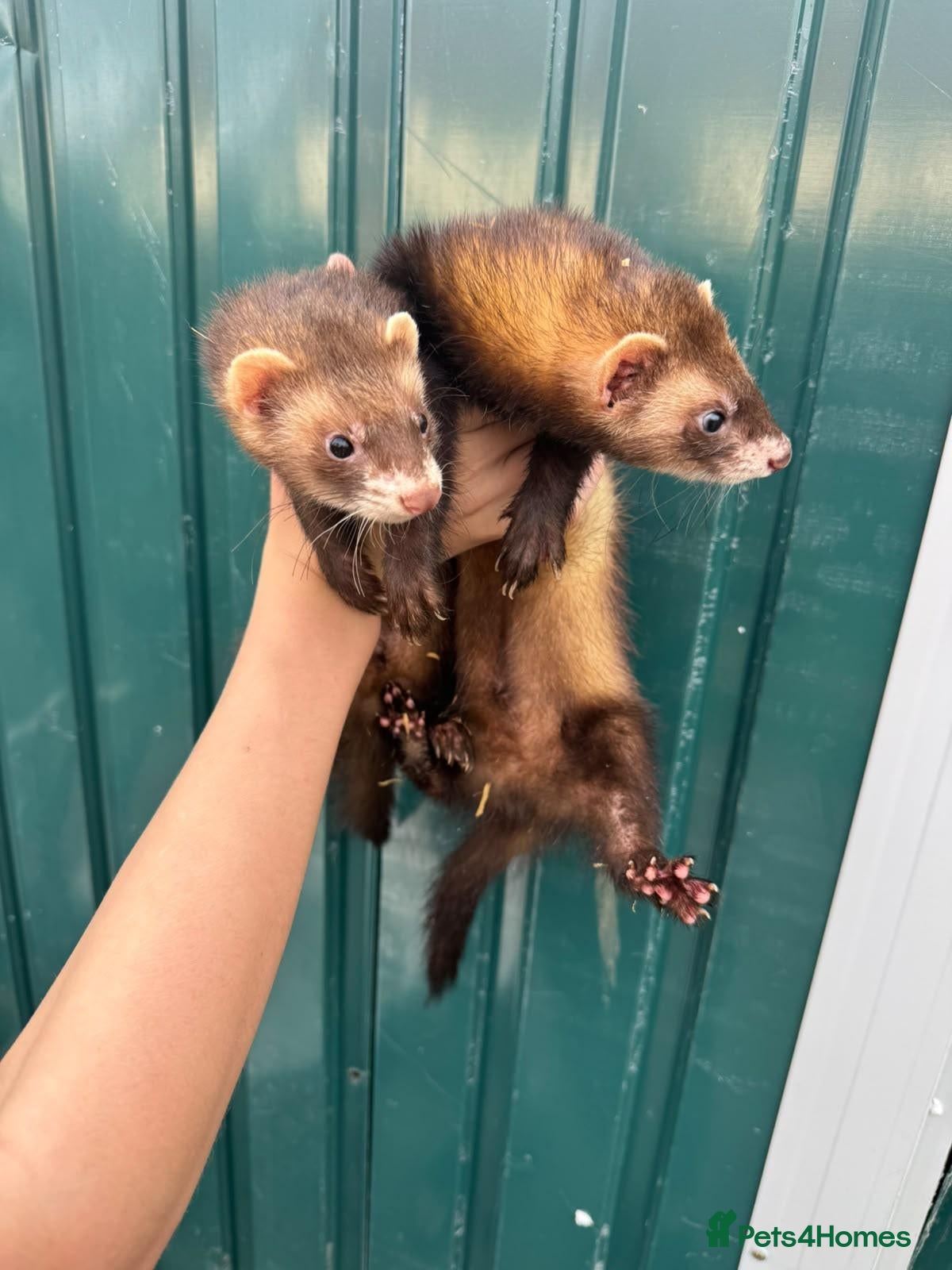 Ferret rodents 2 ferret hobs for sale 40 pound each - Advert 1
