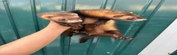 Ferret rodents for sale: 2 ferret hobs for sale 40 pound each in Melksham - Advert 1