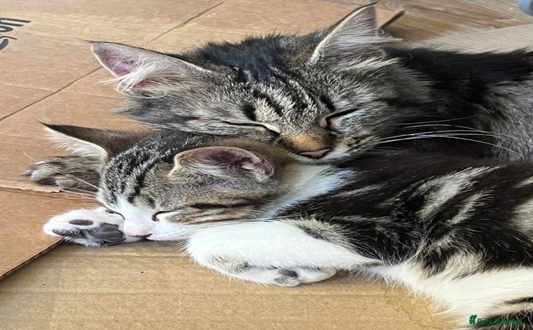 Maine Coon cats - Advert 1