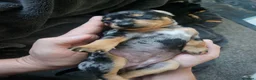 Miniature Pinscher dogs for sale: Miniature Pincher with Prague Ratter lineage - Advert 10