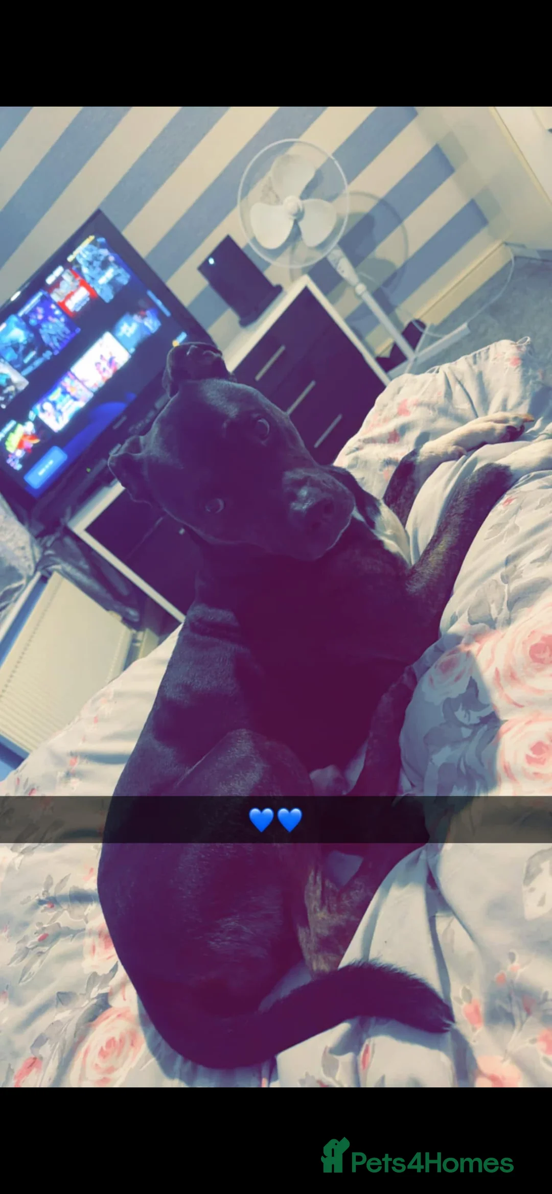 Mixed Breed dogs for sale: This is my boy rocky - Advert 4