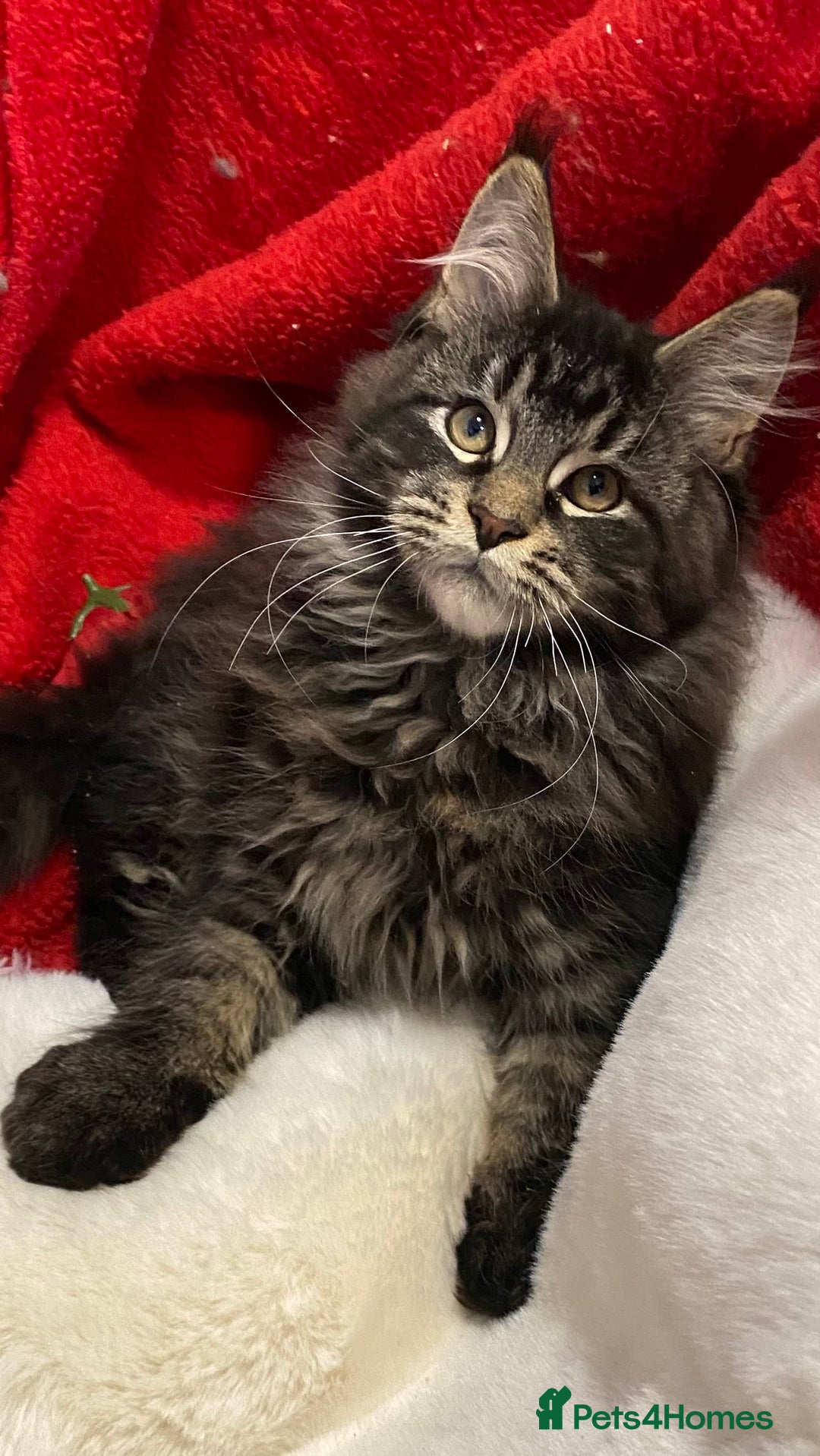 Maine Coon cats for sale: Pedigree Maine Coons - Advert 28