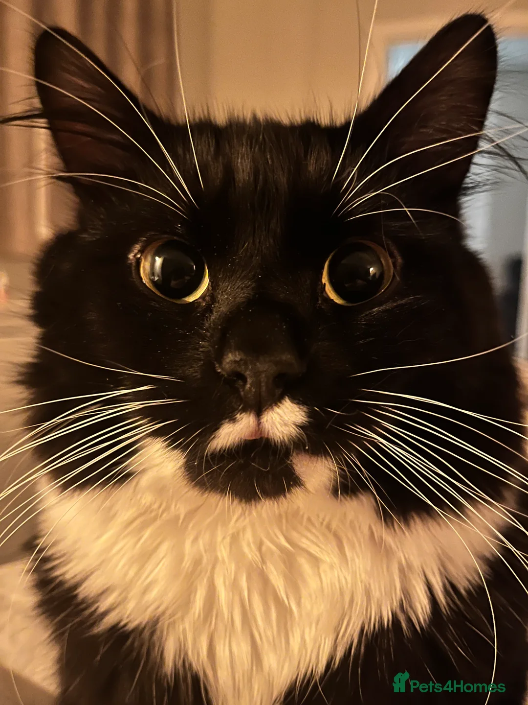 Mixed Breed cats for sale: Rehoming of male cat - Advert 1