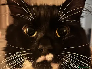 Mixed Breed cats Rehoming of male cat - Advert 3