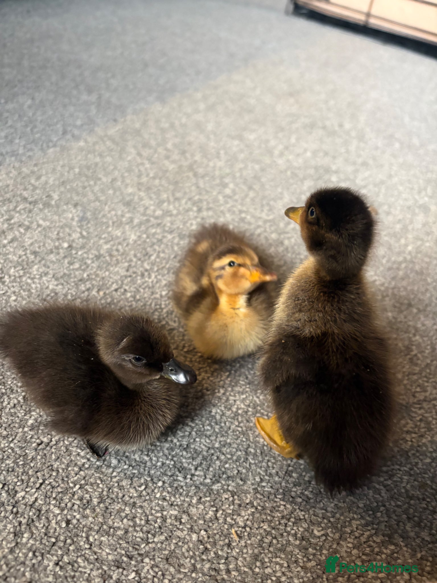 Ducks poultry X3 Indian runner ducklings READY NOW - Advert 1