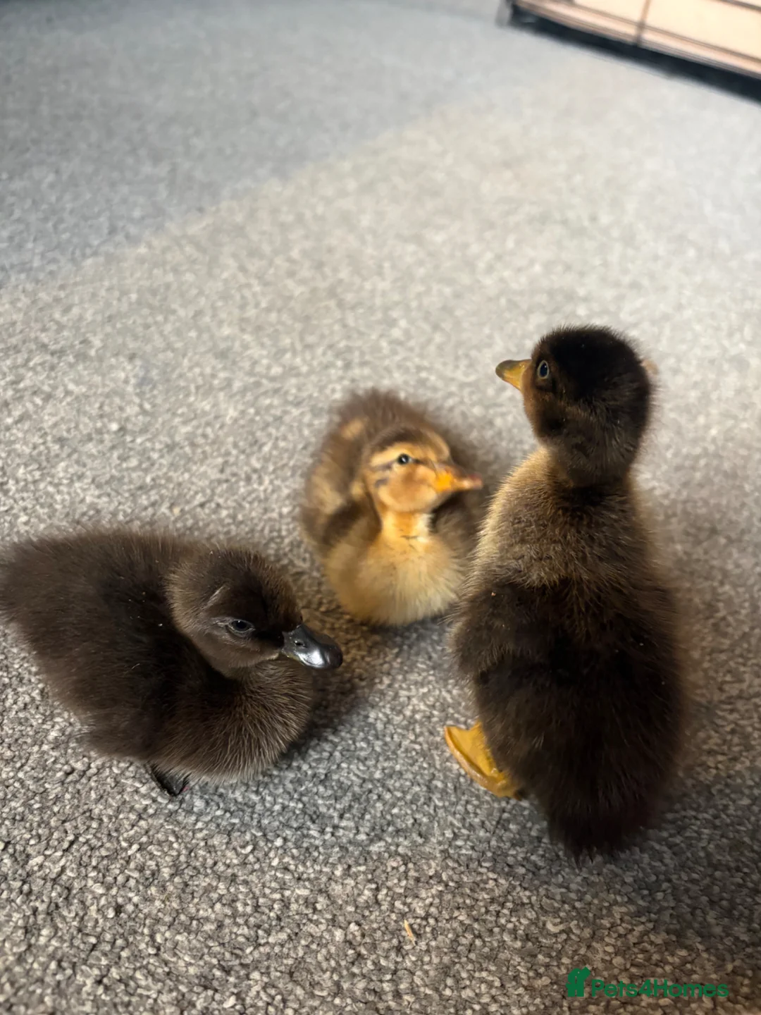 Ducks poultry for sale: X3 Indian runner ducklings READY NOW - Advert 1