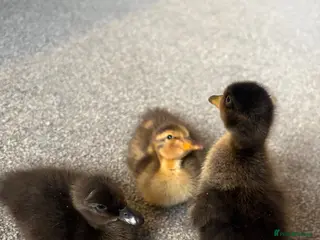 Ducks poultry X3 Indian runner ducklings READY NOW - Advert 1