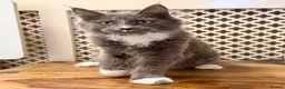 Maine Coon cats for sale: 💙 BLUE MAINE COON BOY *PARENTS HEALTH TESTED* 💙 - Advert 7