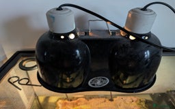 Turtle reptiles for sale: 2 Musk Turtles and 40 gallon tank set up - Image 11