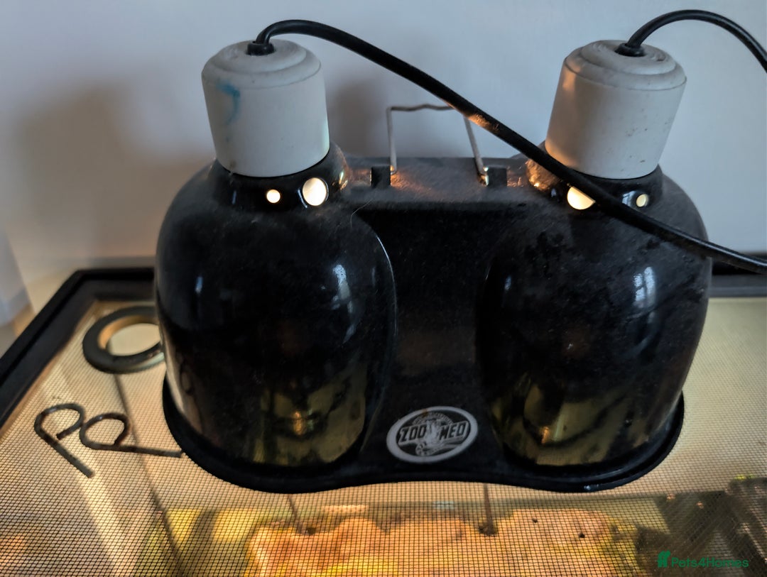 Turtle reptiles for sale: 2 Musk Turtles and 40 gallon tank set up - Image 11