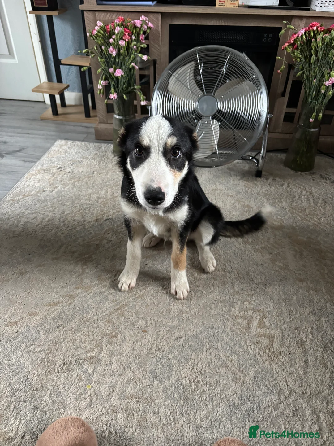 Border Collie dogs for sale: Male border collie  - Advert 1