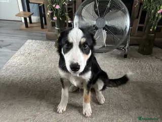 Border Collie dogs Male border collie - Advert 9