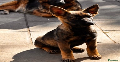 German Shepherd dogs - Advert 2