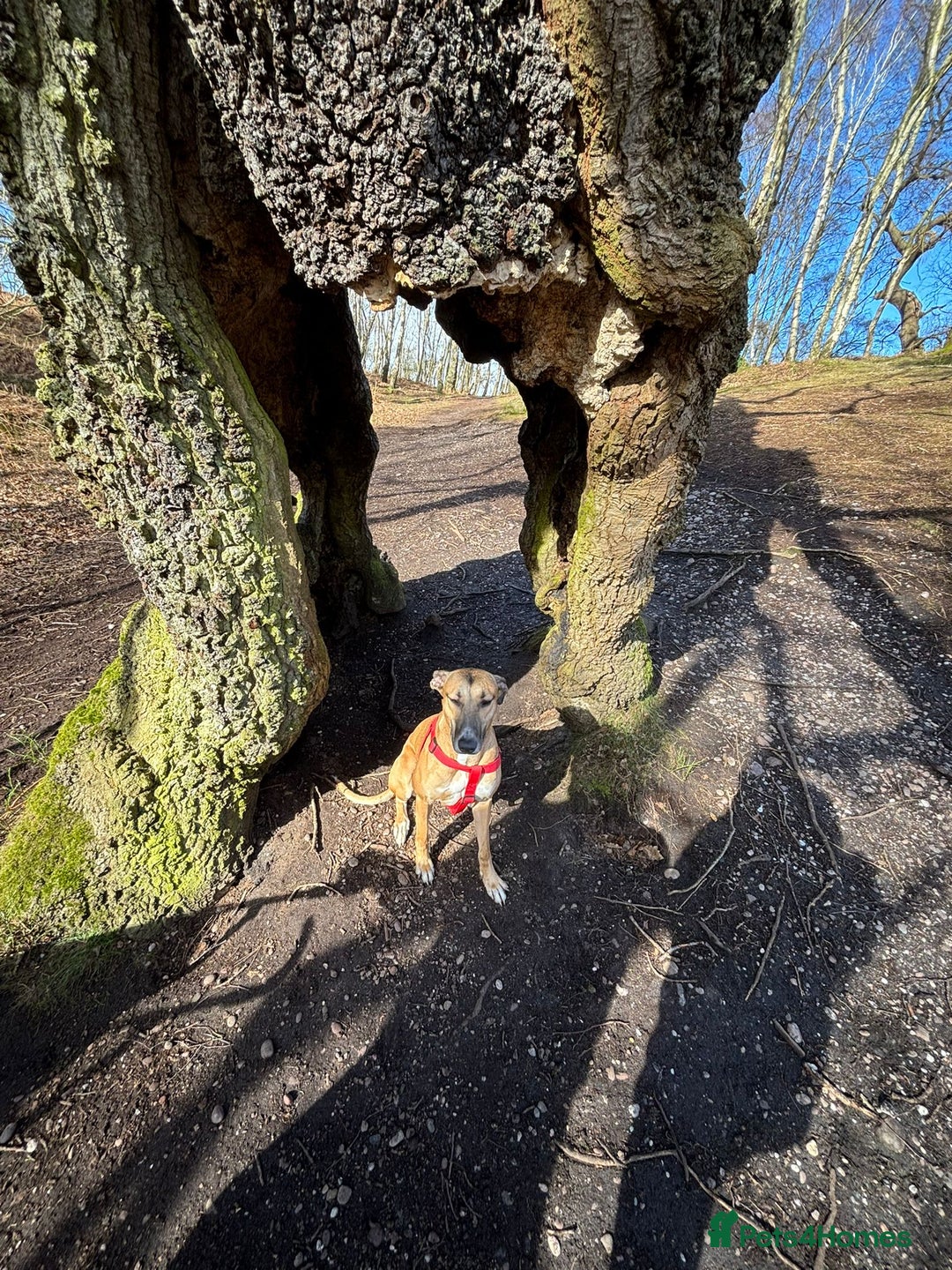 Mixed Breed dogs for sale: Sadie - Image 2