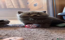British Shorthair cats for sale: 100% Pedigree British Shorthair Kittens - Image 15