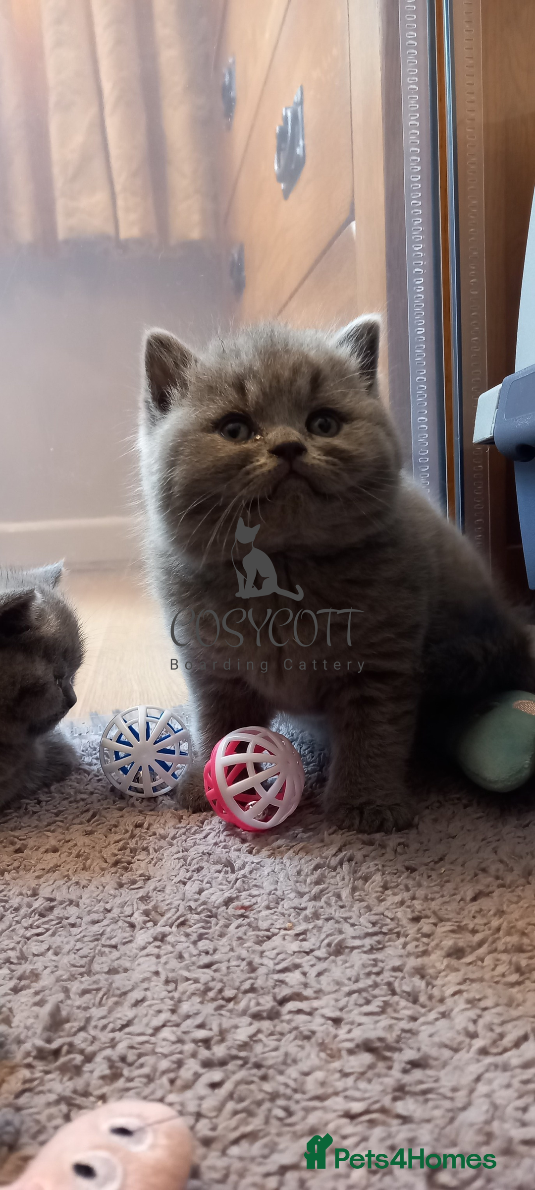 British Shorthair cats for sale: 100% Pedigree British Shorthair Kittens - Image 15