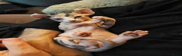 Sphynx cats for sale: Sphynx elf kittens for sale. Rare Calico girls.  - Advert 17