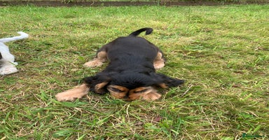 Cocker Spaniel dogs in Abergele - Advert 4