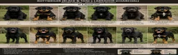 Mixed Breed dogs for sale: Labrottie Puppies (Labrador x Rottweiler) in Stalybridge - Advert 4