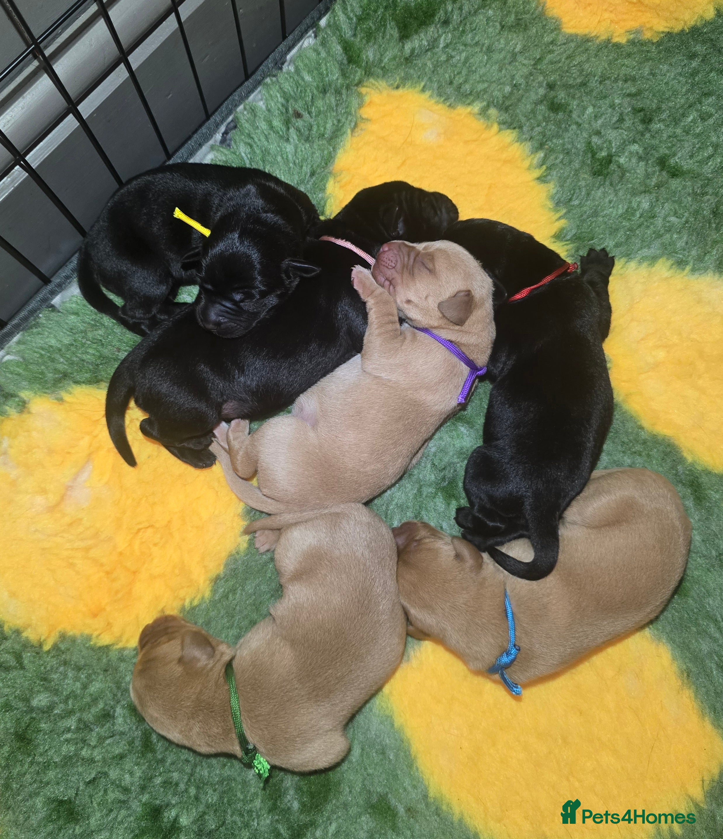 Labrador Retriever dogs KC Registered Labrador Puppies. - Advert 1