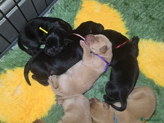 Labrador Retriever dogs KC Registered Labrador Puppies. - Advert 1