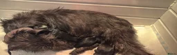 Mixed Breed dogs for sale: 3 Bedlington x whippet puppies  - Advert 2