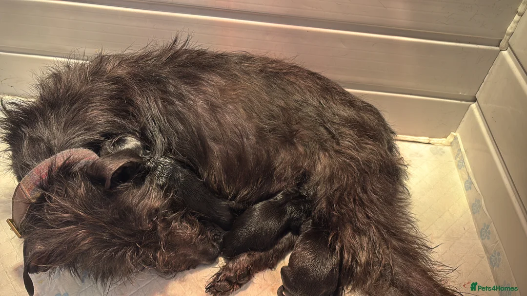 Mixed Breed dogs for sale: 3 Bedlington x whippet puppies  - Advert 2