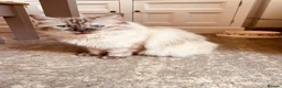 Ragdoll cats for sale: Ragdoll kitten - Advert 2