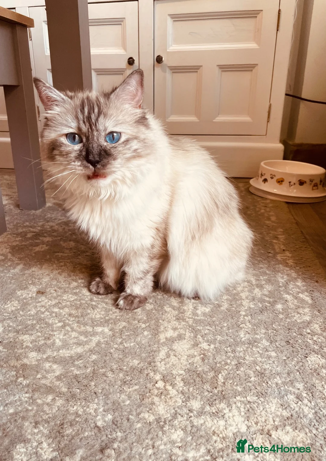 Ragdoll cats for sale: Ragdoll kitten - Advert 2