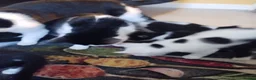 Mixed Breed cats for sale: Kittens in Bournemouth  in Bournemouth - Advert 15