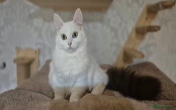 Munchkin cats for sale: Pedigree Munchkin kittens  - Image 30