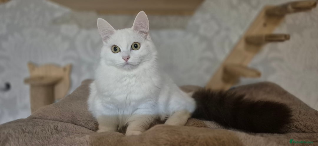 Munchkin cats for sale: Pedigree Munchkin kittens  - Image 30