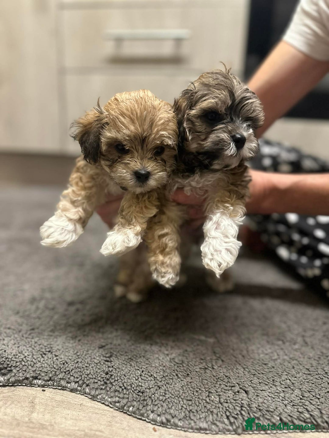 Mixed Breed dogs for sale: Stunning maltipoos  - Advert 6