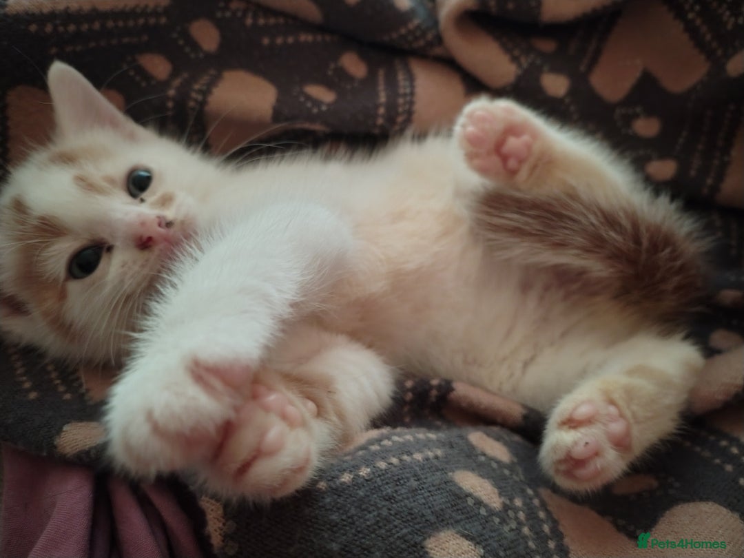 American Shorthair cats for sale: 2 boys for sale  - Image 4