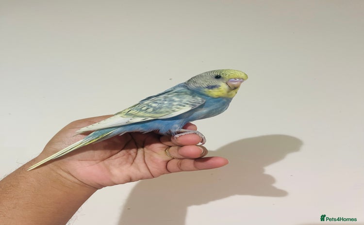 Budgerigars birds - Advert 1