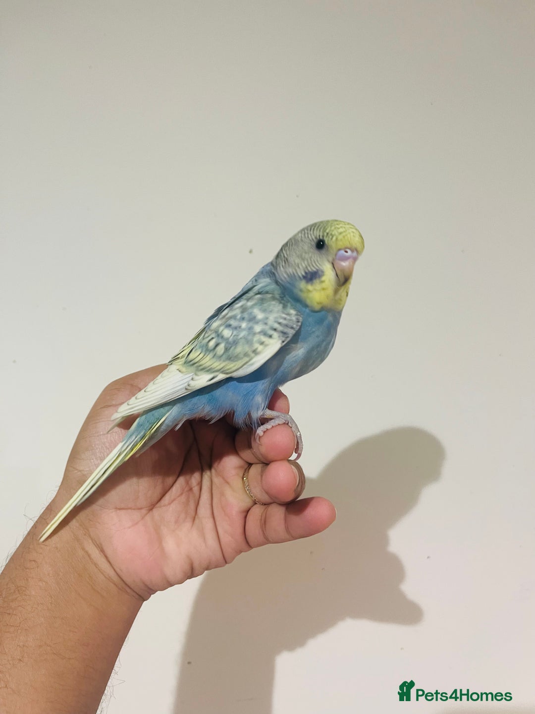 Budgerigars birds for sale: Hand reared budgies for sale  - Advert 1