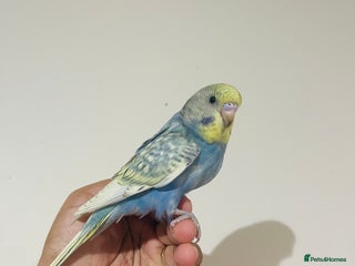 Budgerigars birds Hand reared budgies for sale - Advert 15