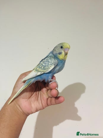 Budgerigars birds - Advert 1