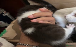 Mixed Breed cats for sale: Two female mixed kittens for sale - Image 6