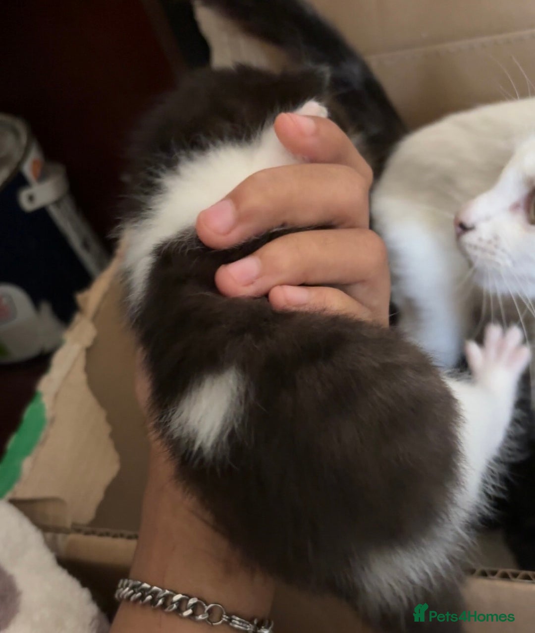 Mixed Breed cats for sale: Two female mixed kittens for sale - Image 6