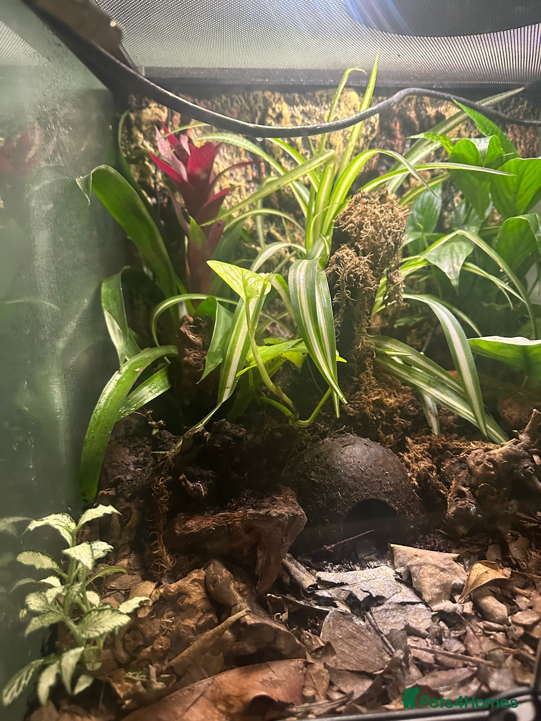 Frog reptiles for sale: 3x Blue Foot Dendrobates Leucomelas  - Image 5