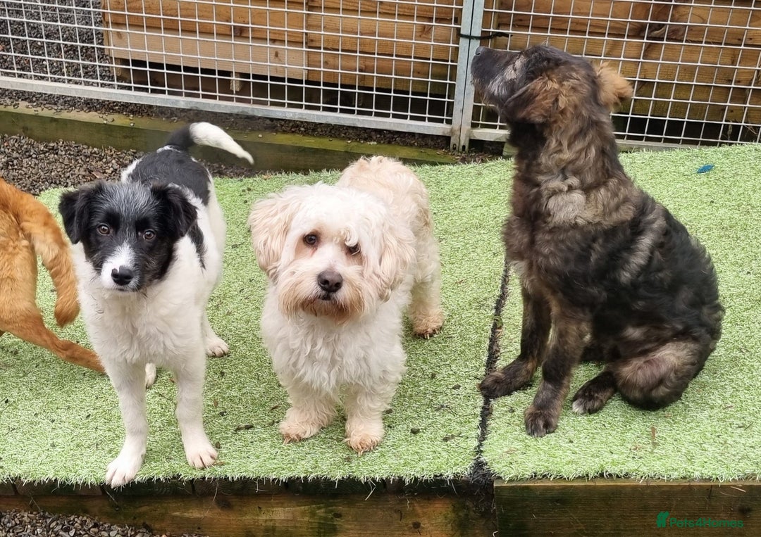 Mixed Breed dogs for adoption: Dudley - In Ayr Looking for a home - Advert 3