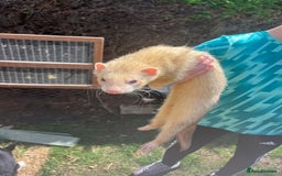 Ferret rodents for sale: Free  - Image 1